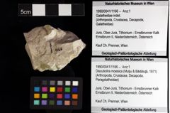 Foto (Objket + Etiketten) von Discutiolira moesica (Muţiu & Bădăluţă, 1971) 